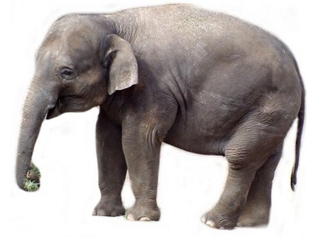 https://joannegphillips.files.wordpress.com/2012/03/elephant.jpg